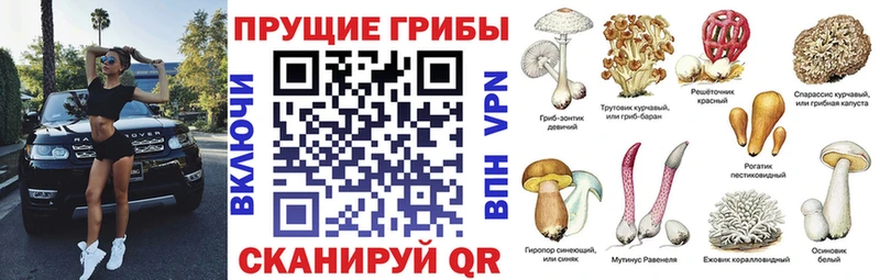 Купить где Клин Галлюциногенные грибы Psilocybe